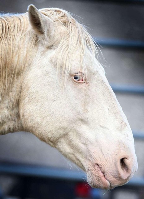 Vigilant Maestro, the lead stallion from Mesa Verde in 2022 in a holding facility in the Park<br />
Photo Credit: Jerry McBride<br />
