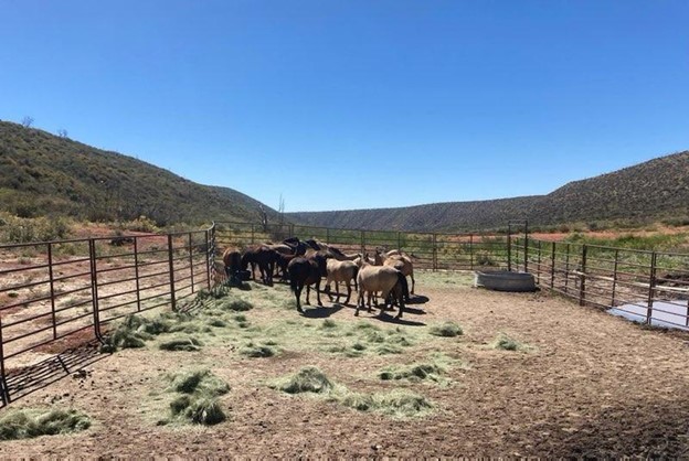 Horses in a holding pen in Mesa Verde Park.