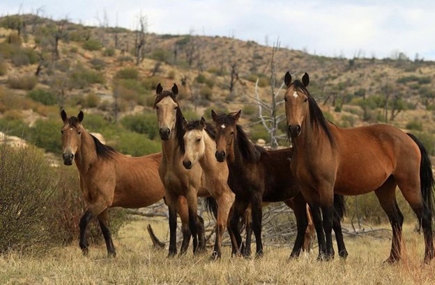 Horses in Mesa Verde National Park