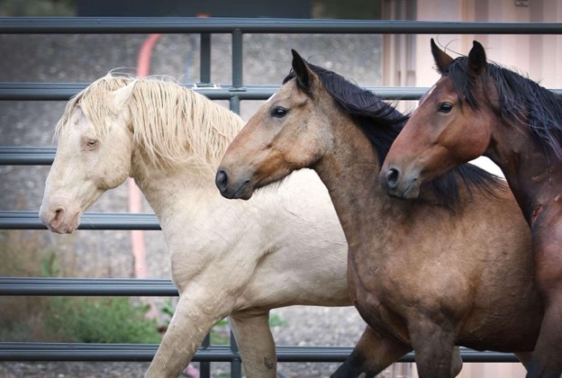 Three horses in holding at Mesa Verde National Park in 2022. Photo Credit: Jerry McBride 