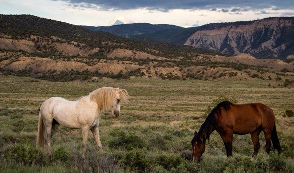 spring creek herd