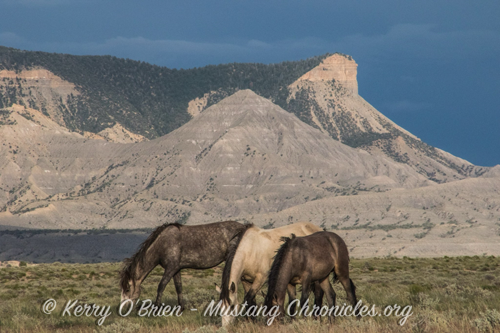 Horses beneath Temple Butte