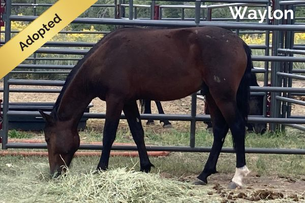 Waylon adopted horse